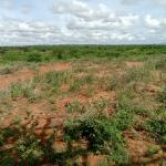 JUJA FARM PLOT FOR SALE